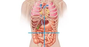 The above lines intersect and divide the abdomen into four quadrants (clockwise from the top):. Abdominal Quadrants In 2021 Human Anatomy Human Body Diagram Anatomy
