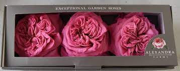 Home > dried flowers > freeze dried flowers importers (7 rfqs found ). Freeze Dried Garden Roses