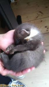 Image result for kuna lesní obrázky