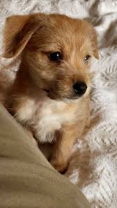 These fear periods go back to dog's time in the wild. 92 Most Wholesome Rescue Pet Photos Of The Month December Edition Laptrinhx News