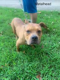 Good to know!!! I believe this includes cats as well.