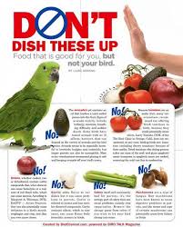 Don T Feed Your Pet Bird These Foods For Your Pet Bird S Health And Safety Avoid Feeding Avocado Celery Tomatoes Garlic Onio Bird Care Pet Birds Pet Bird