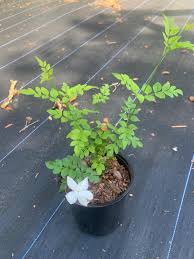Image result for Jasminum pauciflorum