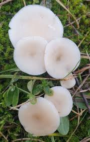Image result for Clitocybe multiceps