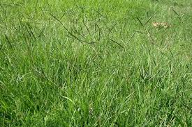 People often fertilize in the fall and winter to keep bahia grass green, but this encourages weed populations. Bahia Grass Weed Identification Brisbane City Council