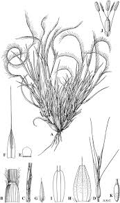 Image result for Hubbardochloa gracilis