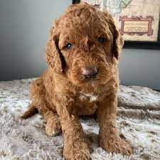 Look at pictures of labradoodle puppies in ohio who need a home. Best Labradoodle Breeders In Ohio Top 6 Picks We Love Doodles