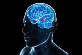 We might imagine that the visual part of our brain handles information the way a camera does, or perhaps our memory works the way a . Human Brains Have Time Cells That Let Us Recall When Events Happened New Scientist