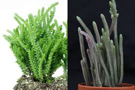 Make sure this fits by entering your model number.; Rattail Crassula Crassula Muscosa