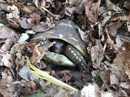 Eine schildkröte, die aus zonen mit warmem klima kommt, könnte sonst bei den kalten temperaturen im winter sehr schnell einen schock bekommen. Winterstarre Landschildkroten Stuttgart