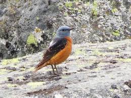 Image result for Corchorus saxatilis