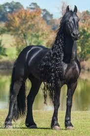 The horse is an exotic and glorious animal. Pin By Orsolya Peto On Friesians Black Friesian Horse Friesian Horse Horses