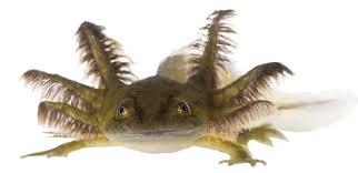 In java edition, the blue axolotl has a 1⁄1200 (0.083%) chance of spawning, giving the common. Axolotl Colors 15 Types Of Axolotl Morphs Pictures Everything Reptiles