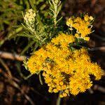 Image result for Nidorella welwitschii