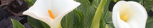 Image result for Zantedeschia