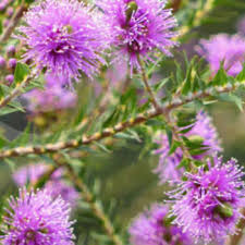 Image result for Melaleuca hypericifolia