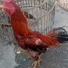 Sejarah ayam pama ninja (king pama). Ayam King Pama Inpor Jenger Ninja Shopee Indonesia
