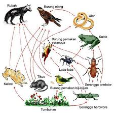 Maybe you would like to learn more about one of these? Buatkan Contoh Rantai Makanan Yang Ada Di Hutan Brainly