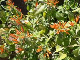 Hours may change under current circumstances In Bloom Tohono Chul Tucson Az