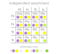 The punnett square is a table in which all of the possible outcomes for a genetic cross between two individuals with known genotypes are given. Mendel And The Gene E Chapter The Biology Primer