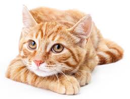 Here are six home remedies to prevent and treat uti (urinary tract infections). A True Emergency In Cats Urinary Blockage Great Articles Declawing Com