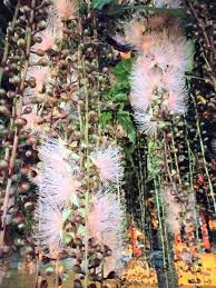 穗花棋盤腳小檔案 1 別名 細葉棋盤腳 水茄苳 水貢仔2 學名 barringtonia racemosa 3 性狀 玉蕊科 常綠中喬木 高可達1０公尺 4 分布 東南亞及太平洋諸島 台灣分布於南部和北部海岸 5 葉子 葉長卵形或倒披針形 葉柄粗短 叢生枝梢 flowers plants