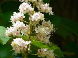 Ein kastanienbaum im eigenen garten zu kultivieren ist gar nicht so schwer. Kastanienbaum 4teachers Suchergebnisse Seite 1