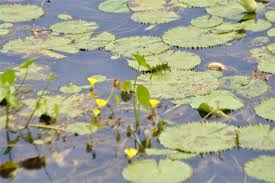 Image result for Ottelia fischeri