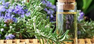 15 Best Benefits And Uses Of Rosemary Oil For Skin Hair And Health Essential Oils Rosemary Essential Oils For Hair Home Remedies For Acne