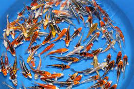 Thank you for visiting livekoiforsale.com. Buy Imported Japanese Small Koi Fish Online India Aquarium Fish India