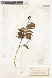 Image result for Casearia gladiiformis