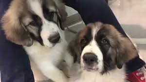 How To Kiss Pyrenean Mastiff Puppies Youtube