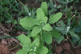 Image result for Chenopodium olukondae