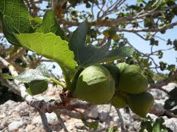 Maybe you would like to learn more about one of these? Free Images Snappygoat Com Bestof Fig Tree Figs Immature Real Coward Baden Wurttemberg Fruit Fruits Green Branch Tree Shades Of Green Leaves Branches Young Jam Mulberry Blueberry Plant Edible