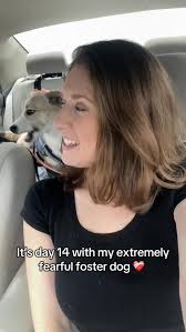 It's been exactly 3 weeks and Tukee's making some big strides today! He  jumped up and down off the couch a few times, cuddled with Vince (okay, we  kinda forced the love,