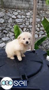 Feel free to browse hundreds of active classified puppy for sale listings, from dog breeders in pa and the surrounding areas. Semi Miniature Pomeranian Puppies For Sale Thiruvananthapuram Free Classifieds