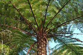 Image result for Cyathea cf. humilis