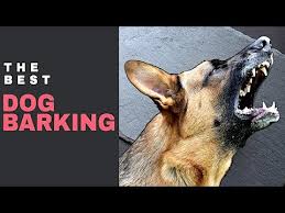 How do you stop a puppy barking? Video Angry Dog Barking