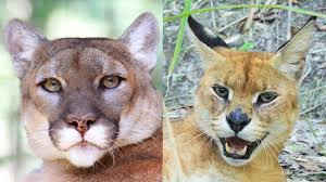 They will also inhabit evergreen and montane forest environments, but never are found in tropical rain forests. Jo Jo The Caracal Serval Hybrid