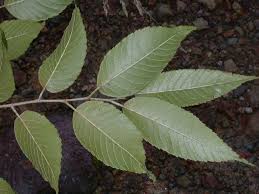 Image result for Ulmaceae