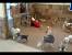 Inside Petsmart Dog Hotel