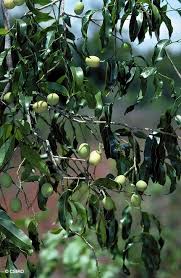 Image result for Opilia amentacea