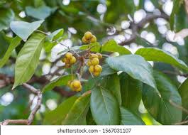 Image result for Sapindus