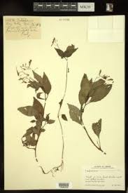 Image result for Impatiens purpureoviolacea