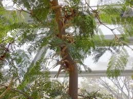 Image result for Acacia cornigera