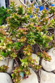 The plant features dark green leaves with purple or blue flowers in a cup or bell shape. Jade Plant Care Easy Care In The Home And Garden