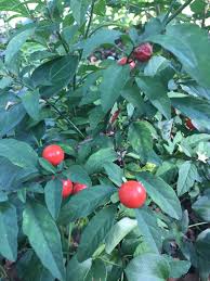 The coralburst crab is slower growing crabapple. No I Didn T Eat It But Those Red Fruits Looked Tasty Small Bush Type Plant In A Shady Backyard In Atlanta Georgia Whatsthisplant