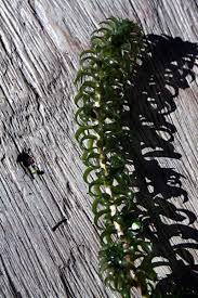 Image result for Tricalysia jasminiflora