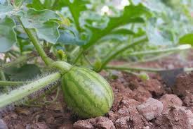 Check spelling or type a new query. Growing Watermelons How To Plant And Grow Watermelons At Home The Old Farmer S Almanac