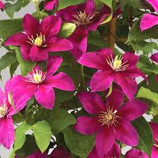 Image result for Clematis dolichopoda
